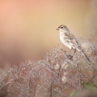 2022 Honorable Mention, Youth – “Lost in a Whimsical Land,” (white-crowned sparrow), Chicago Botanic Garden, Glencoe by Jordan Kreiner