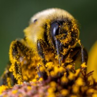 2022 Third Place Winner – “Lunch time” (honey bee), Salt Creek Woods Nature Preserve, Westchester by William Santus