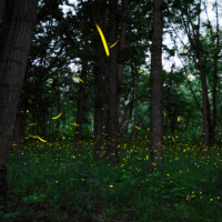 2021 Honorable mention – “Magical forest” (fireflies), LaBagh Woods, Chicago by William Santus