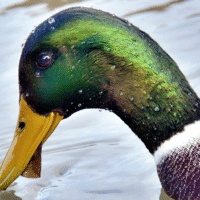 2013 Photo Contest Winner Best Fauna: Mallard, Chicago Botanic Garden near Glencoe, Wes Iversen