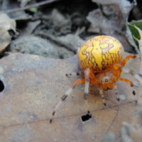 2010 Photo Contest Runner Up: Sam Vergara, marbled orb weaver, Dan Ryan Woods within Chicago’s south side
