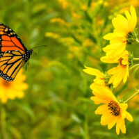 2023 Honorable Mention – “Monarch Butterfly,” Wolf Road Prairie, Westchester by Fidencio Marbella