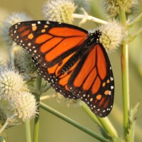 2015 Photo Contest Runner-up- Monarch butterfly on Rattlesnake Master, Orland Grassland near Orland Park, Jeanne Muellner