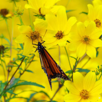 2016 Photo Contest Runner-up – Monarch, Salt Creek Woods, Fidencio Marbella