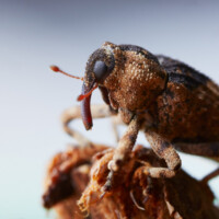 2018 Second Place Winner – “Mononychus Vulpeculus” (Iris Weevil) by Edward Boe at Crabtree Nature Center in Barrington
