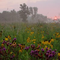 2011 Photo Contest Runner-up: Iron Weed and Grayheaded Coneflower, Theodore Stone, near Hodgkins, Robert Callebert