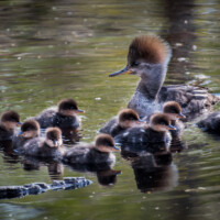 2018 Third Place Winner – “Motherhood” (hooded mergansers) by Kim Munroe at Busse Woods in Elk Grove Village