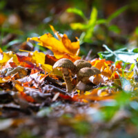 2023 Best Flora – “Mushroom Family,” Busse Woods, Elk Grove Village by Maria Sacha