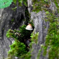 2022 Honorable Mention, Youth – “Mushroom from the Hollow,” Hidden Pond Forest Preserve, Hickory Hills by Elm Stoelinga