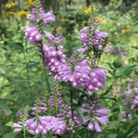 2009 Photo Contest Runner-up: Obedient Plant at Somme Prairie Grove by Lisa Culp of Evanston