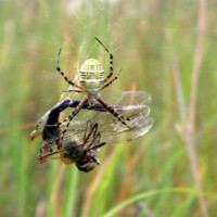 2010 Photo Contest Runner Up: Cathy Bloome, orb weaver with dragonfly, Schiller Woods near Schiller Park