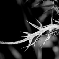 2021 Honorable mention – “Ouch!” (spiky leaf), Wolf Road Prairie, Westchester by Alan Gornik
