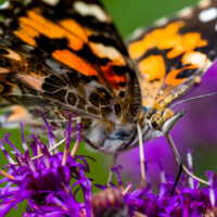 2019 Third Place Winner – “Painted lady on ironweed” at McCormick Woods in North Riverside by Fidencio Marbella