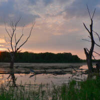 2009 Photo Contest Winner Second Place – Palatine Marsh by Bob Callebert of Des Plaines