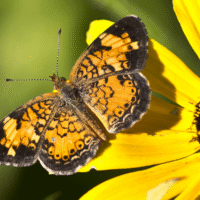 2013 Photo Contest Runner Up: Pearl crescent butterfly, Paul Douglas Preserve near Hoffman Estates, Janet Haugen