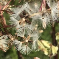 2017 Runner-Up “Prairie Indian plantain seeds” at Burnham Prairie by Chris Benda
