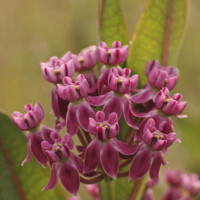 2013 Photo Contest Runner Up: Prairie milkweed, Bartel Grassland in Tinley Park, John Denk