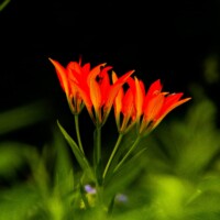 2017 Best Flora “Prairie lilies” at Wolf Road Prairie by Fidencio Marbella
