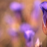 2018 Best Flora – “Prairie’s purple majesty” (fringed gentian) by Barbara J. Bell at Somme Prairie Grove in Northbrook