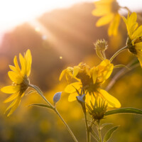 2023 Honorable Mention – “Prize of the Preserves,” Busse Woods, Elk Grove Village by Michelle Puszka