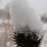 2011 Photo Contest Runner-up: Purple Coneflower, Sagawau Environmental Learning Center, near Lemont, Samuel Vergara
