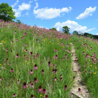 2013 Photo Contest Winner Best Flora: Purple coneflowers, Bluff Spring Fen near Elgin, Chris Benda