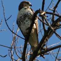 2009 Photo Contest Runner-up: Redtail Hawk at Somme Prairie Grove by Lisa Culp of Evanston