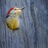 2021 Best Fauna – “Red-bellied woodpecker nesting,” Deer Grove East, Palatine by Edward Boe