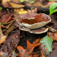 Honorable mention – “Reishi Mushroom” (Ganoderma lucidum), Green Lake Woods, Calumet City by Mark Banks