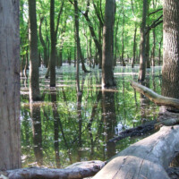 2010 Photo Contest Runner Up: Dave Coulter, Thatcher Woods near River Forest