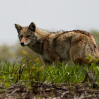 2016 Photo Contest Runner-up – Roadside Coyote, Busse Woods, Edward Streibig