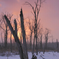 2012 Photo Contest Runner up: Rookery snowstorm, Busse Woods near Elk Grove Village, Robert Callebert