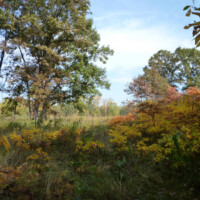 Photo of Sand Ridge Nature Preserve, near Calumet City, by Alice Brandon