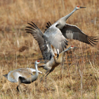 2011 Photo Contest First Place: Sandhill Cranes, Somme Prairie Grove, near Northbrook, Lisa Culp