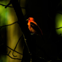 2023 Honorable Mention – “Scarlet Tanager,” McCormick Woods, North Riverside by Fidencio Marbella
