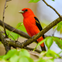2020 Honorable mention – “Scarlet tanager,” McCormick Woods, North Riverside by Rosie Callaghan