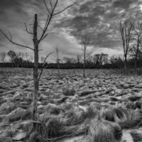 2019 Best Landscape – “Sedge Meadow” at Spring Lake Forest Preserve in Barrington by Ken DeMuth