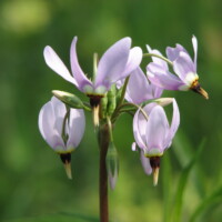 2009 Photo Contest Winner Best Flora – Shooting Stars at Deer Grove by Ron Vargason of Arlington Heights