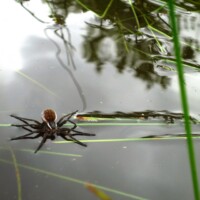 2011 Photo Contest Runner-up: Six Spotted Fishing Spider, Dolton Avenue Prairie, near Thornton, Laura Milkert