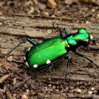 2014 Photo Contest Winner Third Place: Six spotted tiger beetle, Bluff Spring Fen near Elgin, Doug Taron