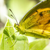 2019 Runner up – “Sleepy orange sulphur” at Deer Grove East in Palatine by Janet Haugen