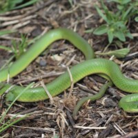 2023 Best Youth – “Smooth Green Snake,” Orland Grassland, Orland Park by Jack Citlau
