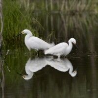 2020 Best Fauna – “Snowy egrets,” Burnham Prairie, Burnham by David Gruver