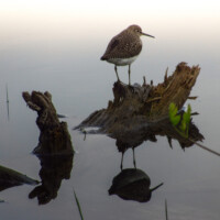 2018 First Place Winner – “Solitary sandpiper in reflection” by Gary Henle at Carl R. Hansen Woods in Hoffman Estates