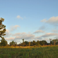 2010 Photo Contest Runner Up: Lisa Culp, Some Prairie Grove near Northbrook