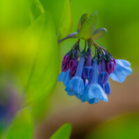 2021 Best Flora – “Splash of color,” Harms Woods, Glenview by Jordan Kreiner