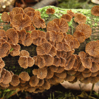 2013 Photo Contest Winner Third Place: Split gill mushrooms, Indian Road Woods near Chicago, Ruth Metterhausen