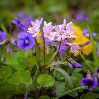 2020 Best Flora – “Spring beauty and blue violets,” Busse Woods, Elk Grove Village by Maria Sacha