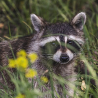 2019 Runner up -“Springtime raccoon” at Catherine Chevalier Woods in Chicago by Kaitlin Klingbeil