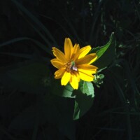 Best Flora: Sunflower hosting bee, Eggers Woods near Chicago, Jaharha Pryor